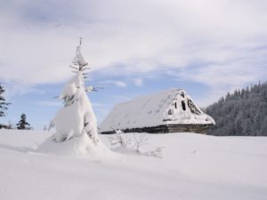 A tree and house in the snow.