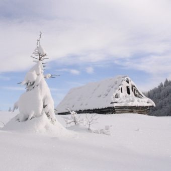 A tree and house in the snow.